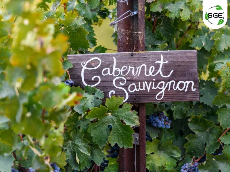 พันธุ์องุ่นไวน์แดง_Cabernet Sauvignon พันธุ์องุ่นไวน์แดง_Cabernet Sauvignon