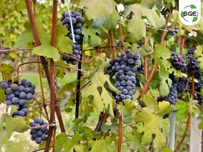 พันธุ์องุ่นไวน์แดง_Merlot พันธุ์องุ่นไวน์แดง_Merlot
