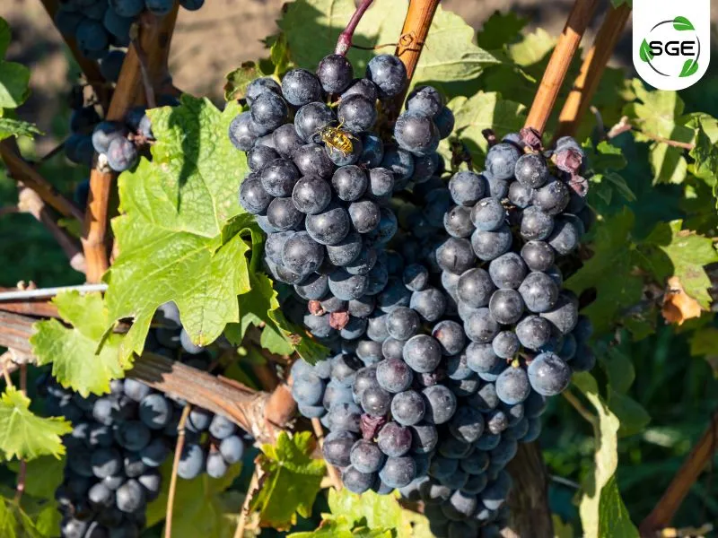 พันธุ์องุ่นไวน์แดง_Cabernet Franc. พันธุ์องุ่นไวน์แดง_Cabernet Franc.