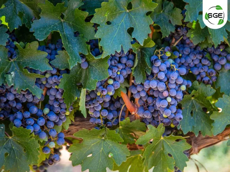 พันธุ์องุ่นไวน์แดง_Syrah พันธุ์องุ่นไวน์แดง_Syrah