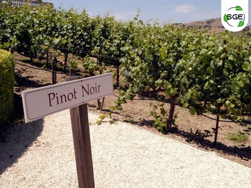 พันธุ์องุ่นไวน์แดง_Pinot noir พันธุ์องุ่นไวน์แดง_Pinot noir