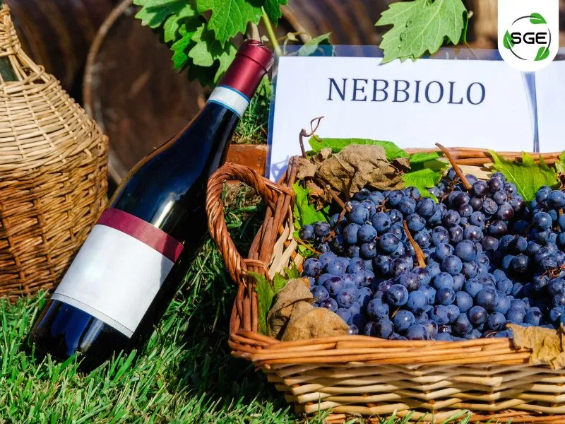 พันธุ์องุ่นไวน์แดง_Nebbiolo พันธุ์องุ่นไวน์แดง_Nebbiolo