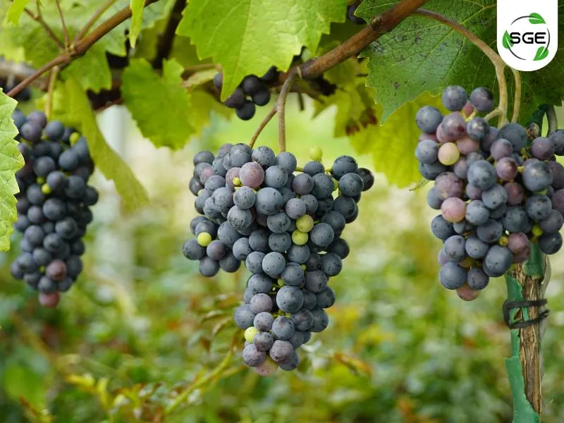 พันธุ์องุ่นไวน์แดง_Aglianico พันธุ์องุ่นไวน์แดง_Aglianico