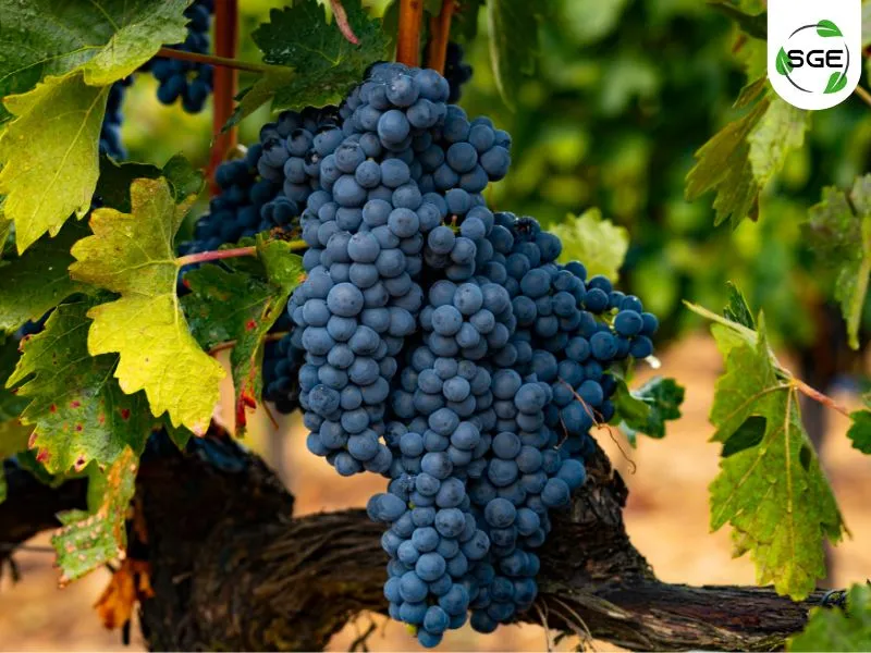พันธุ์องุ่นไวน์แดง_Tempranillo พันธุ์องุ่นไวน์แดง_Tempranillo