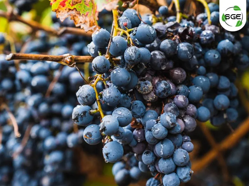 พันธุ์องุ่นไวน์แดง_Malbec พันธุ์องุ่นไวน์แดง_Malbec