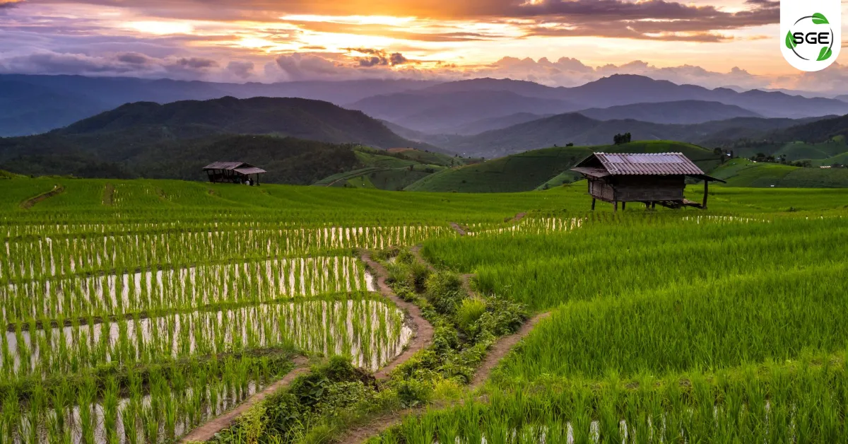 โคกหนองนา โมเดล ศาสตร์พระราชา กับการทำเกษตรอย่างยั่งยืน โคกหนองนา โมเดล ศาสตร์พระราชา กับการทำเกษตรอย่างยั่งยืน