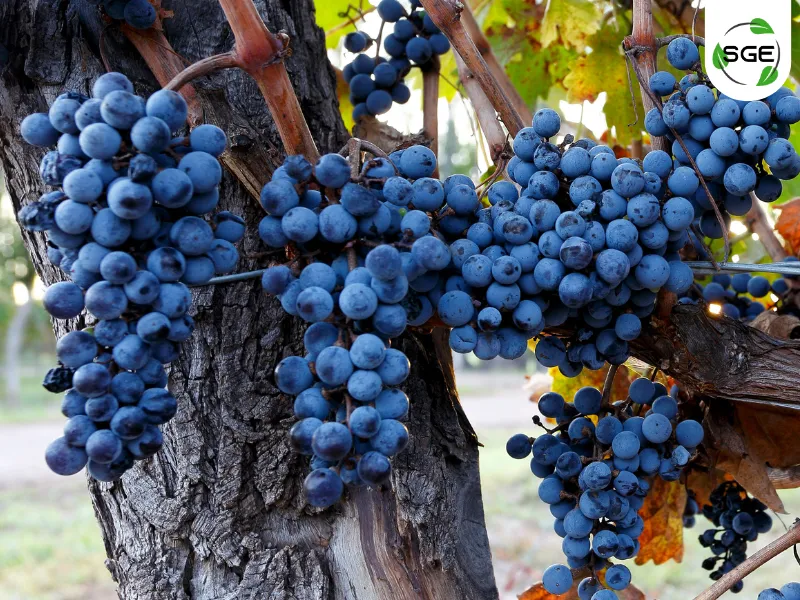 สายพันธุ์องุ่น Cabernet Sauvignon สายพันธุ์องุ่น Cabernet Sauvignon