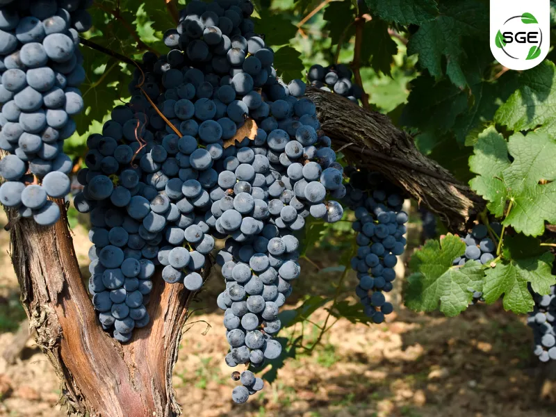 สายพันธุ์องุ่น Merlot สายพันธุ์องุ่น Merlot