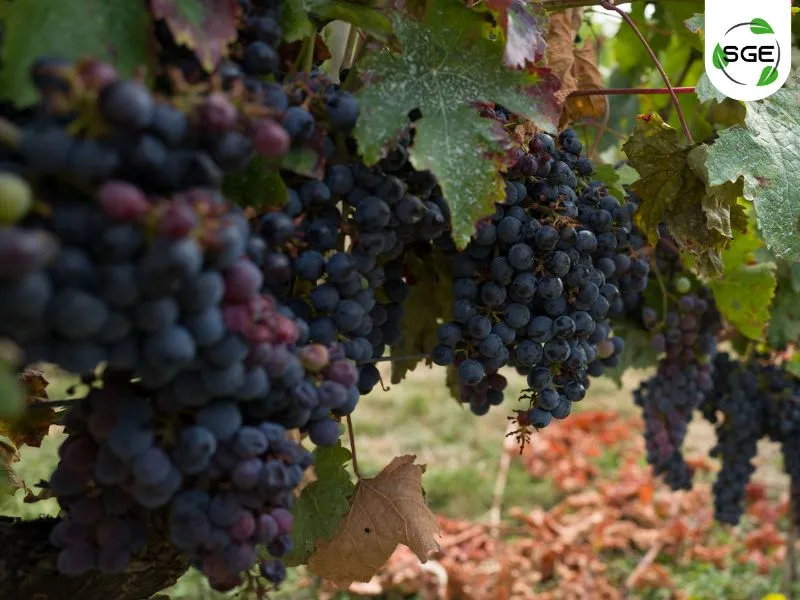สายพันธุ์องุ่น Cabernet Franc. สายพันธุ์องุ่น Cabernet Franc.