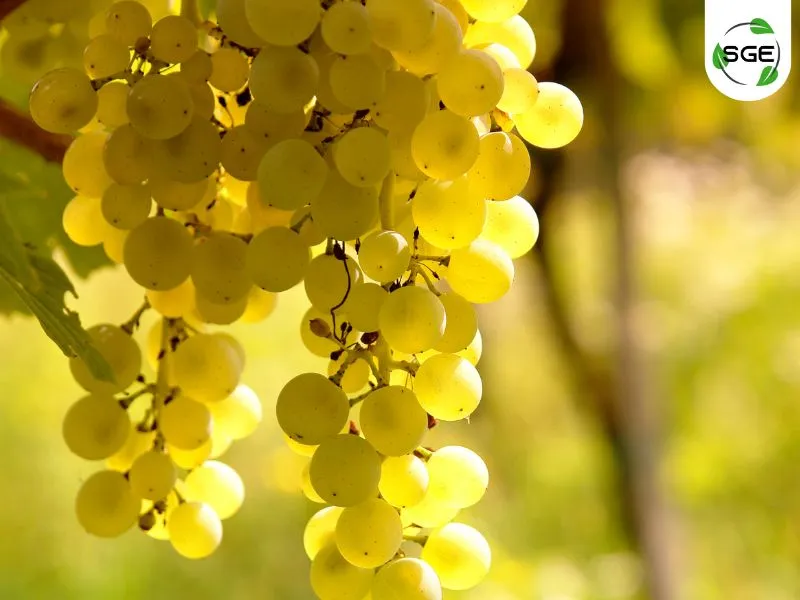 Sauvignon Blanc Sauvignon Blanc