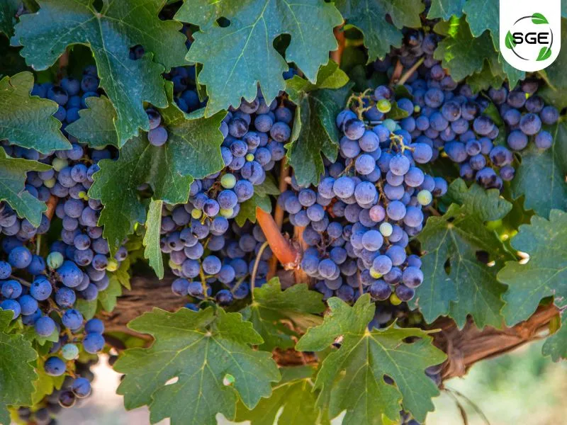Syrah Syrah