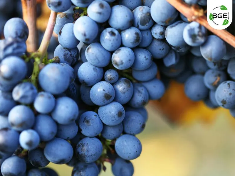 Pinot noir Pinot noir