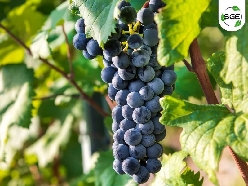Nebbiolo Nebbiolo