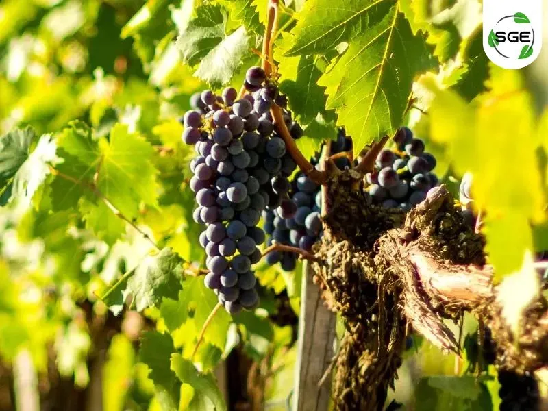 Aglianico Aglianico