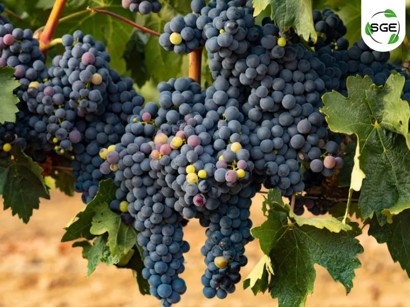 Tempranillo Tempranillo