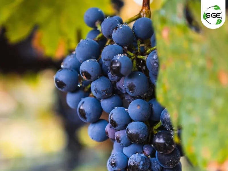 Malbec Malbec