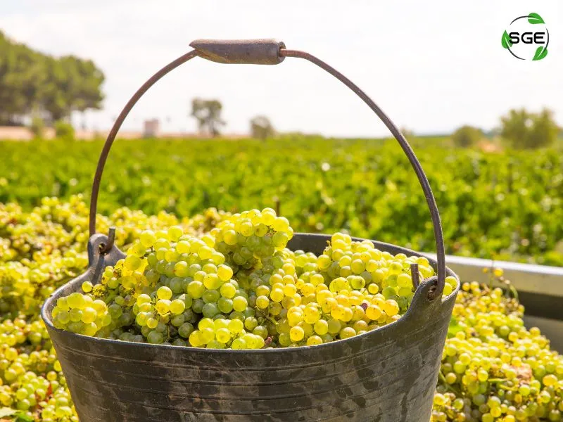 Chardonnay Chardonnay