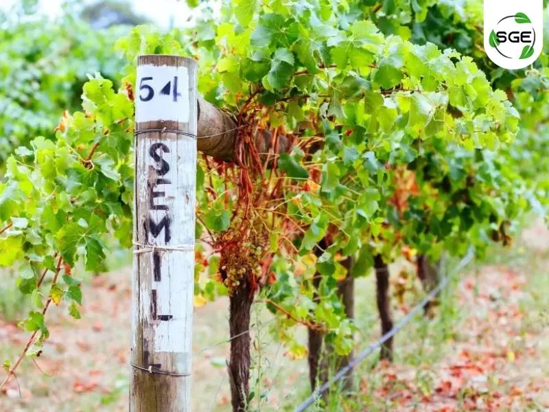 Sémillon Sémillon