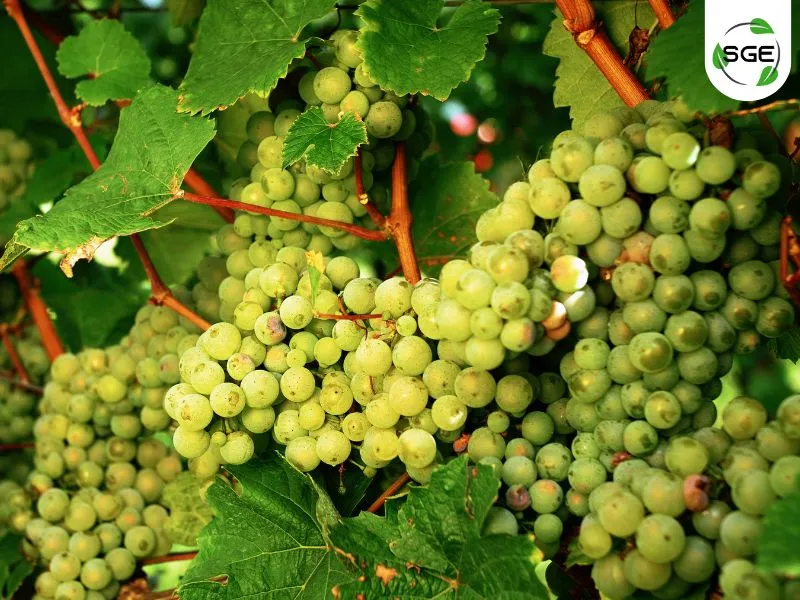 Riesling Riesling