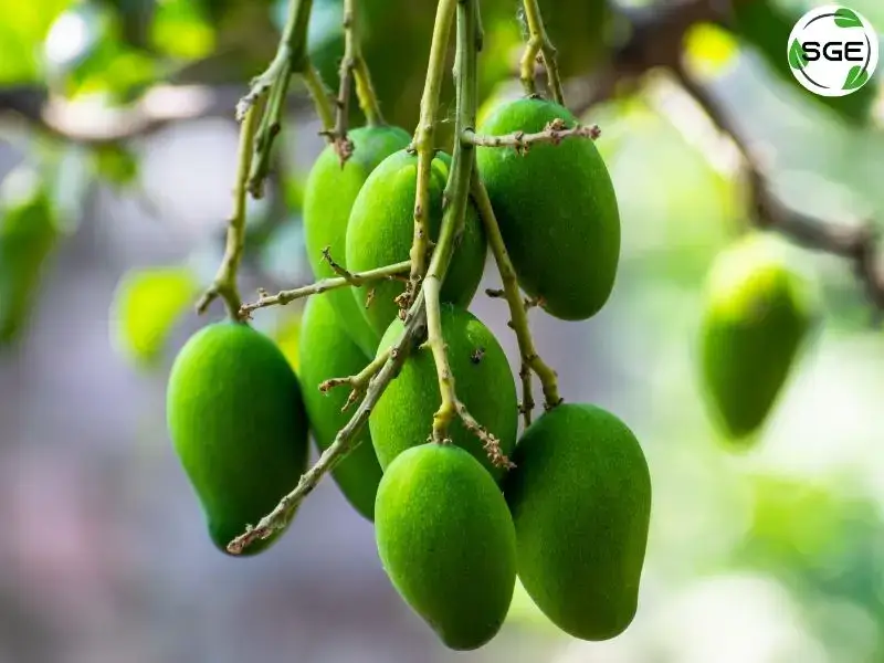 มะม่วงเบา (Mini Mango)