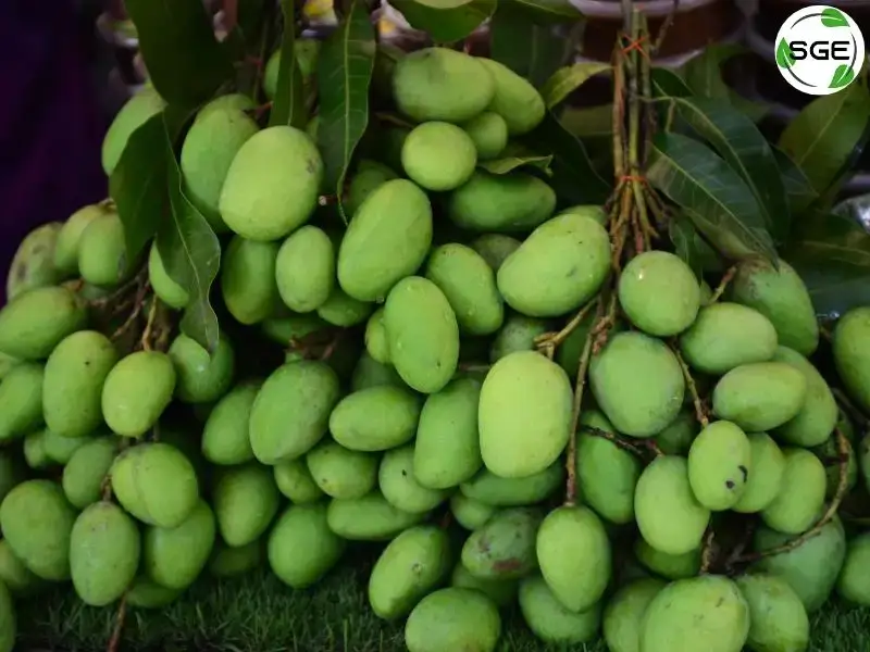 มะม่วงเบา (Mini Mango)