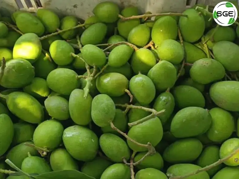มะม่วงเบาพันธุ์ปราณบุรี มะม่วงเบาพันธุ์ปราณบุรี
