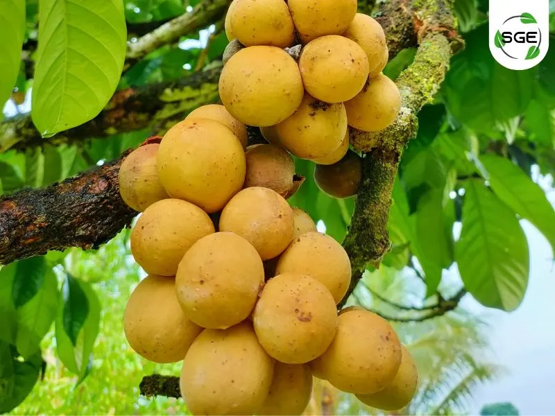 ลางสาด ลางสาด