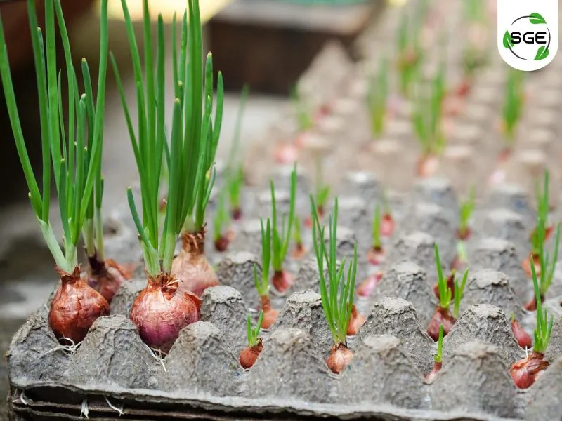 ปลูกผักบนคอนโดบนแผงไข่ ปลูกผักบนคอนโดบนแผงไข่