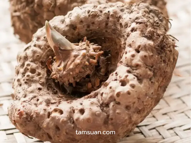 บุกคืออะไร และดีต่อร่างกายอย่างไร บุกคืออะไร และดีต่อร่างกายอย่างไร