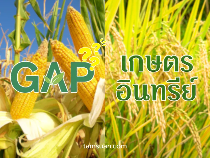 ความแตกต่างระหว่าง GAP กับเกษตรอินทรีย์ ความแตกต่างระหว่าง GAP กับเกษตรอินทรีย์