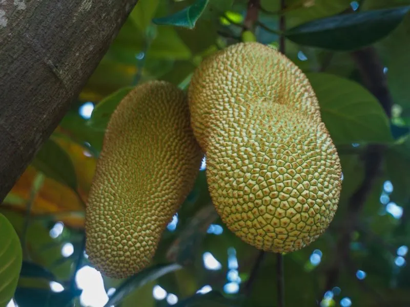 ขนุนพันธุ์ทองประเสริฐ ขนุนพันธุ์ทองประเสริฐ