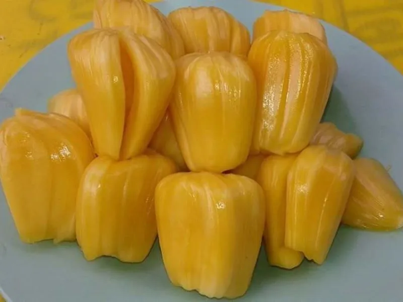 ขนุนพันธุ์ทองประเสริฐ ขนุนพันธุ์ทองประเสริฐ