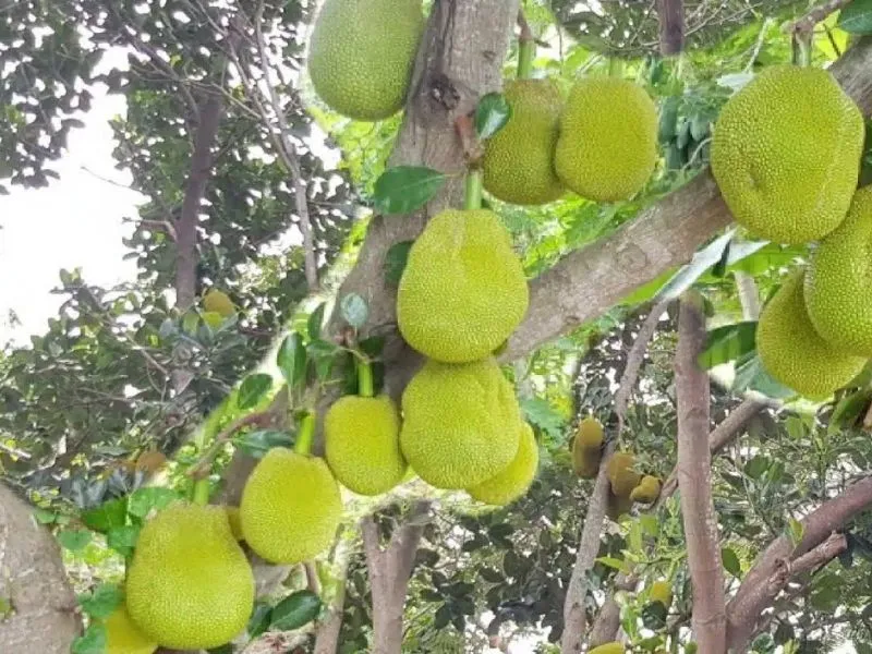 ขนุนพันธุ์แดงสุริยา ขนุนพันธุ์แดงสุริยา