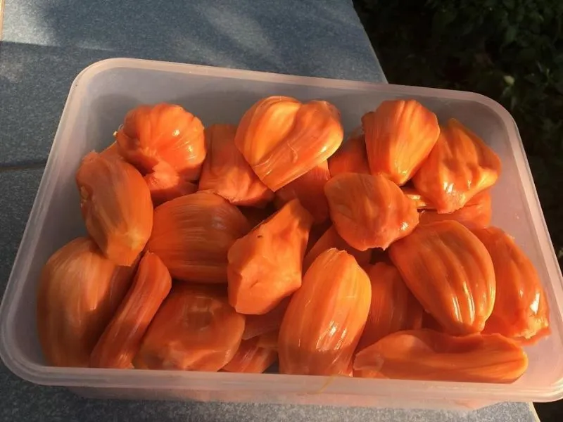 ขนุนพันธุ์แดงสุริยา ขนุนพันธุ์แดงสุริยา
