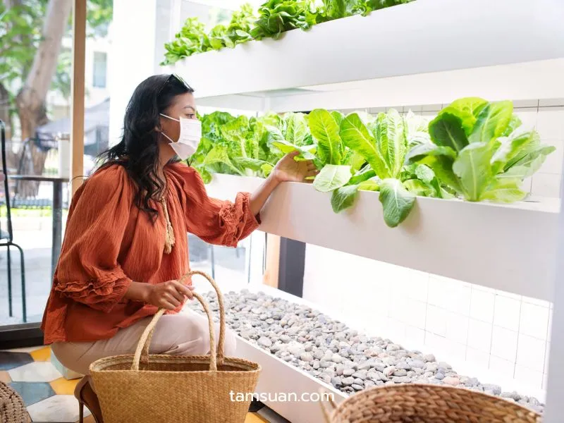ทำไม Urban Farming ถึงสำคัญกับคนยุคนี้ ทำไม Urban Farming ถึงสำคัญกับคนยุคนี้