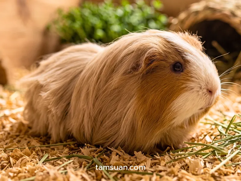 หนูแกสบี้ สายพันธุ์ Peruvian หนูแกสบี้ สายพันธุ์ Peruvian