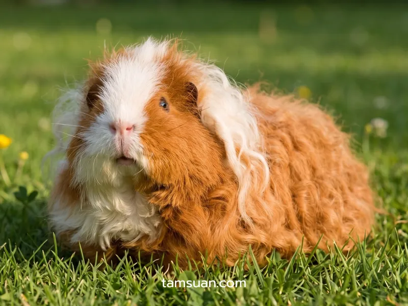 หนูแกสบี้ สายพันธุ์ Texel หนูแกสบี้ สายพันธุ์ Texel