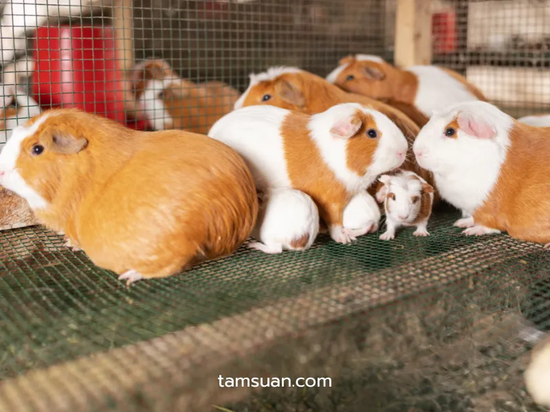 อยากเปิดฟาร์มหนูแกสบี้ ต้องเริ่มยังไง อยากเปิดฟาร์มหนูแกสบี้ ต้องเริ่มยังไง