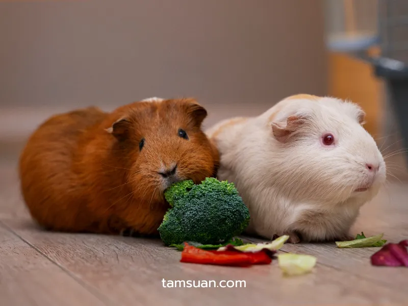 หนูแกสบี้ กินอะไรได้บ้าง และอะไรที่ควรเลี่ยง หนูแกสบี้ กินอะไรได้บ้าง และอะไรที่ควรเลี่ยง