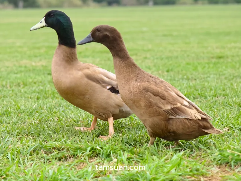 เป็ดกากีแคมป์เบลล์ (Khaki Campbell) สายพันธุ์เป็ดไข่ยอดนิยม เป็ดกากีแคมป์เบลล์ (Khaki Campbell)