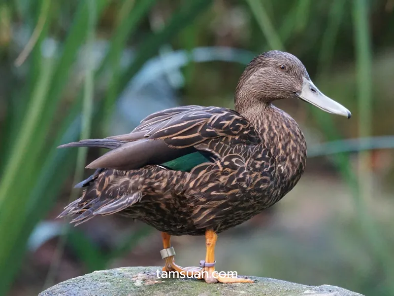 เป็ดปากน้ำ (Pak Nam Egg Duck) สายพันธุ์เป็ดไข่ยอดนิยม เป็ดปากน้ำ (Pak Nam Egg Duck)