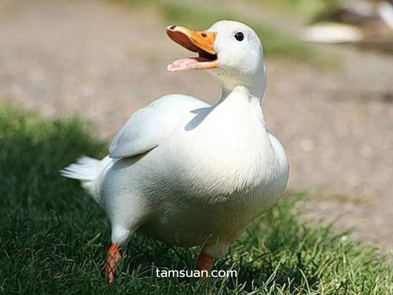 รวมสายพันธุ์เป็ดเนื้อ เป็ดปักกิ่ง (Pekin Duck) รวมสายพันธุ์เป็ดเนื้อ เป็ดปักกิ่ง (Pekin Duck)